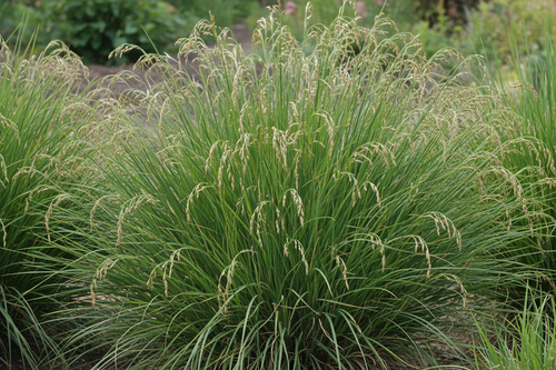 Grasses Carex Divulsa