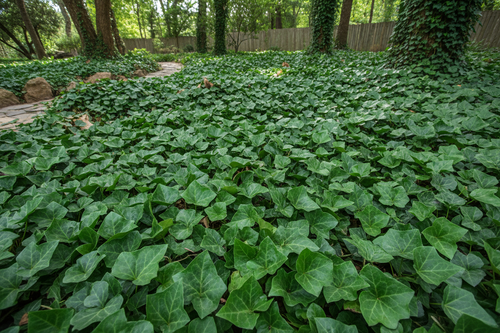Groundcover Algerian Ivy