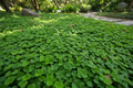 Groundcover Dichondra