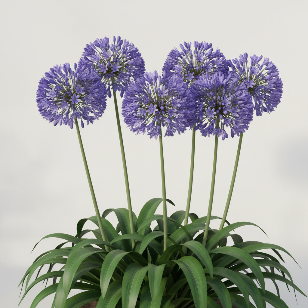 Misc. Lily of the Nile