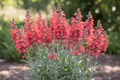 Perennial Penstemon Margarita