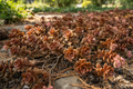 Sedum Spurium 'Bronze Beauty'
